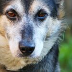 studio-malaguti-garlassi-avvocati-cane-morde-bambino-nessuna-responsabilita-per-il-padrone