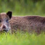 studio-malaguti-garlassi-avvocati-incidente-con-animale-selvatico